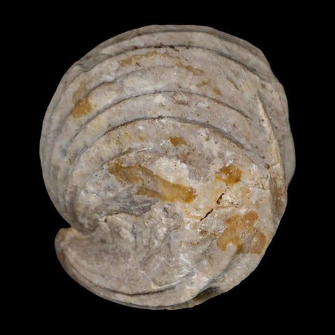 1.6" Burmirhynchia Decorata Brachiopod Fossil Jurassic Age Ardenes France