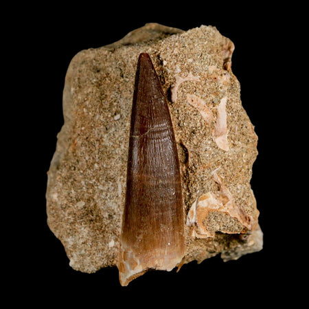 XL 2" Plesiosaur Zarafasaura Tooth Fossil In Matrix Cretaceous Dinosaur Era COA