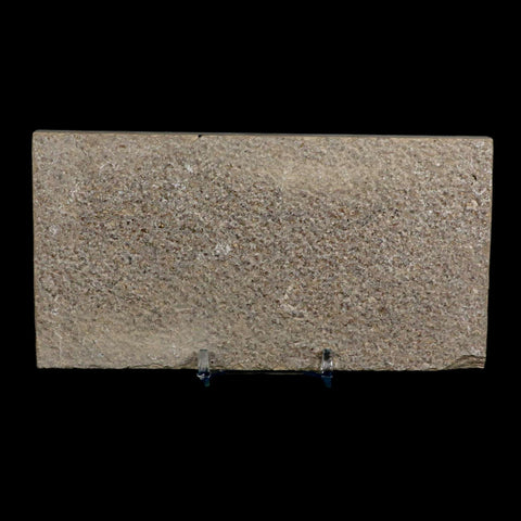 3.8" Knightia Eocaena Fossil Fish Green River FM Wyoming Eocene Age COA & Stand - Fossil Age Minerals