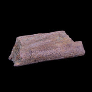 2.8" Triceratops Fossil Rib Bone Lance Creek FM Cretaceous Dinosaur WY COA