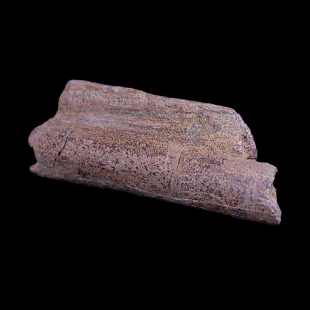 2.8" Triceratops Fossil Rib Bone Lance Creek FM Cretaceous Dinosaur WY COA