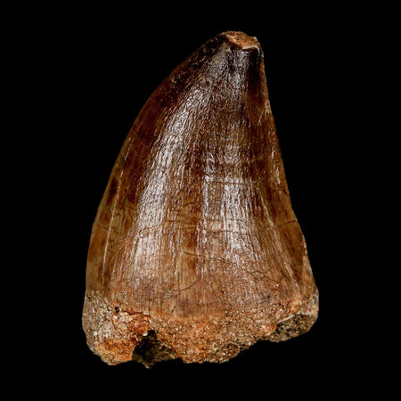 1.9" Mosasaur Prognathodon Fossil Tooth Cretaceous Dinosaur Era COA & Stand