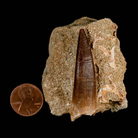 XL 2" Plesiosaur Zarafasaura Tooth Fossil In Matrix Cretaceous Dinosaur Era COA - Fossil Age Minerals