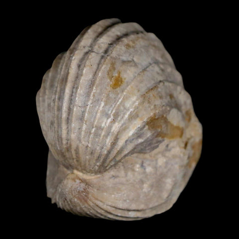 1.6" Burmirhynchia Decorata Brachiopod Fossil Jurassic Age Ardenes France