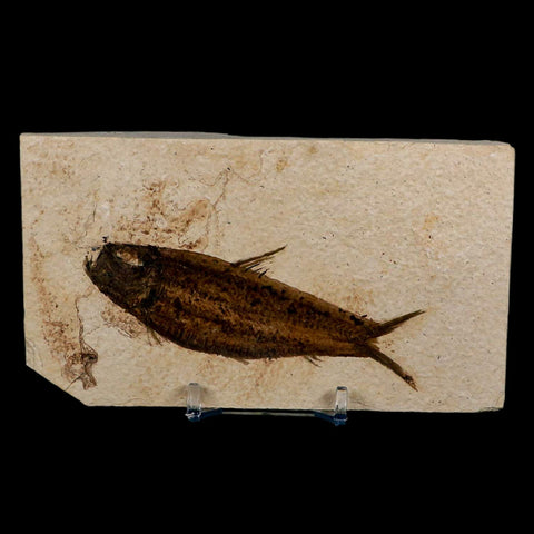 3.8" Knightia Eocaena Fossil Fish Green River FM Wyoming Eocene Age COA & Stand - Fossil Age Minerals