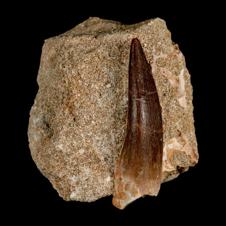 XL 2" Plesiosaur Zarafasaura Tooth Fossil In Matrix Cretaceous Dinosaur Era COA
