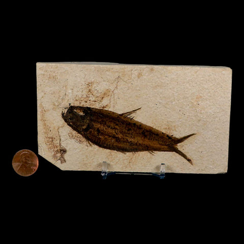 3.8" Knightia Eocaena Fossil Fish Green River FM Wyoming Eocene Age COA & Stand - Fossil Age Minerals