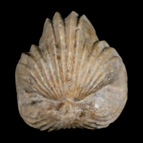 1.4" Burmirhynchia Decorata Brachiopod Fossil Jurassic Age Ardenes France