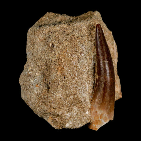 XL 2" Plesiosaur Zarafasaura Tooth Fossil In Matrix Cretaceous Dinosaur Era COA - Fossil Age Minerals
