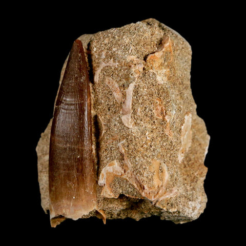 XL 2" Plesiosaur Zarafasaura Tooth Fossil In Matrix Cretaceous Dinosaur Era COA - Fossil Age Minerals