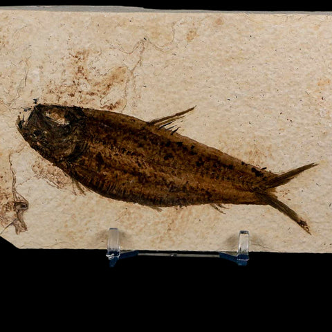 3.8" Knightia Eocaena Fossil Fish Green River FM Wyoming Eocene Age COA & Stand - Fossil Age Minerals