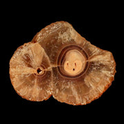 2.8" Natural Cut Rough Cave Honey Calcite Crystal Mineral Specimen Morocco