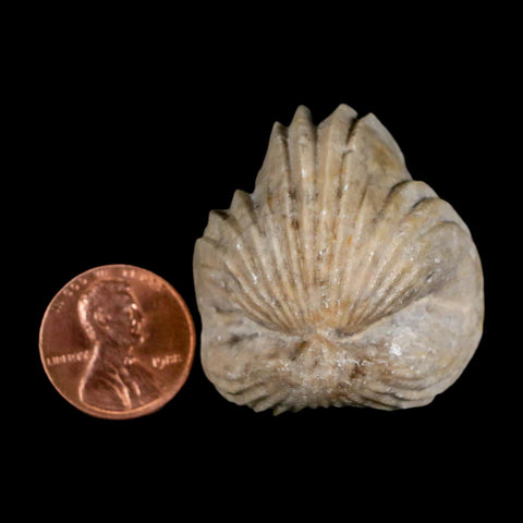 1.4" Burmirhynchia Decorata Brachiopod Fossil Jurassic Age Ardenes France