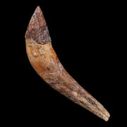 3.3" Basilosaurus Tooth 40-34 Mil Yrs Old Late Eocene COA
