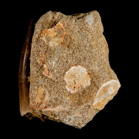 XL 2" Plesiosaur Zarafasaura Tooth Fossil In Matrix Cretaceous Dinosaur Era COA - Fossil Age Minerals