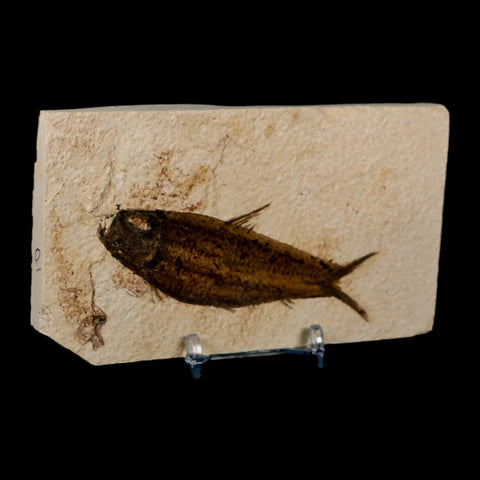 3.8" Knightia Eocaena Fossil Fish Green River FM Wyoming Eocene Age COA & Stand - Fossil Age Minerals