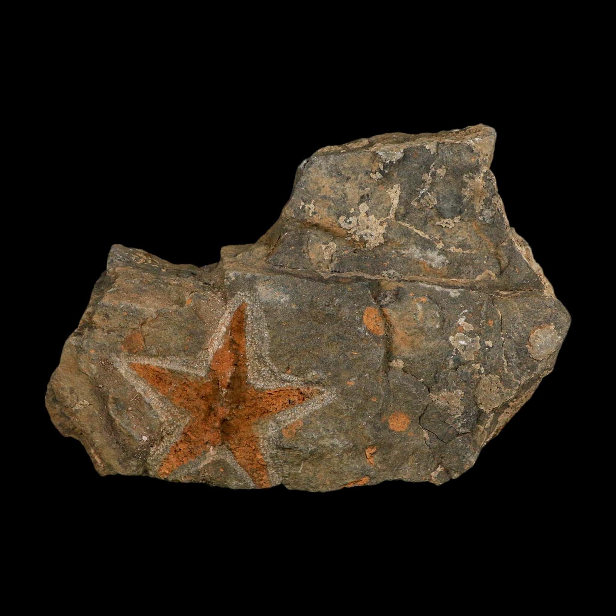 51MM Brittle Star Petraster Starfish Fossil Ordovician Age Blekus Morocco COA - Fossil Age Minerals