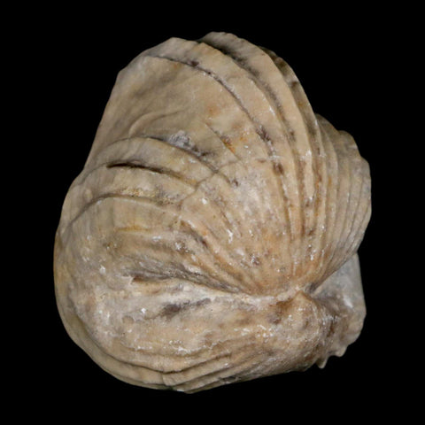 1.4" Burmirhynchia Decorata Brachiopod Fossil Jurassic Age Ardenes France