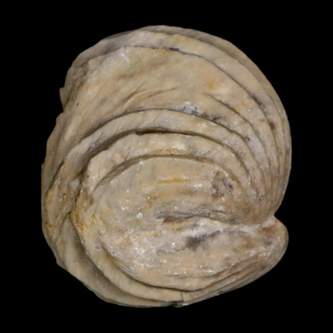 1.4" Burmirhynchia Decorata Brachiopod Fossil Jurassic Age Ardenes France