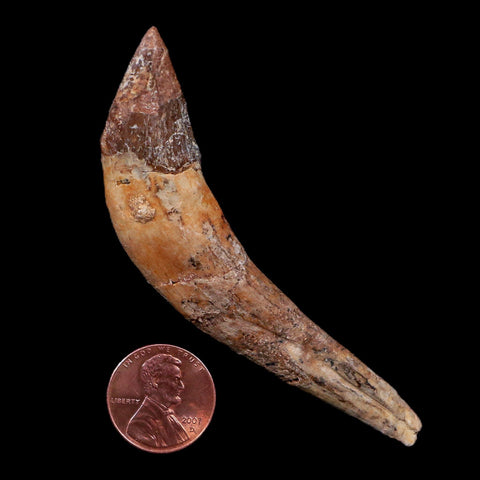 3.3" Basilosaurus Tooth 40-34 Mil Yrs Old Late Eocene COA - Fossil Age Minerals
