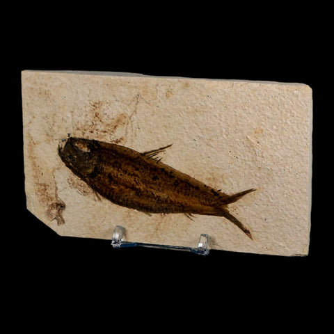 3.8" Knightia Eocaena Fossil Fish Green River FM Wyoming Eocene Age COA & Stand - Fossil Age Minerals