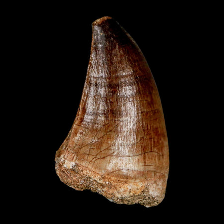 1.9" Mosasaur Prognathodon Fossil Tooth Cretaceous Dinosaur Era COA & Stand