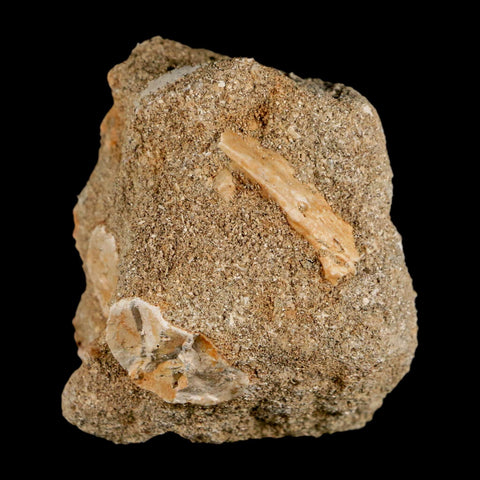 XL 2" Plesiosaur Zarafasaura Tooth Fossil In Matrix Cretaceous Dinosaur Era COA - Fossil Age Minerals