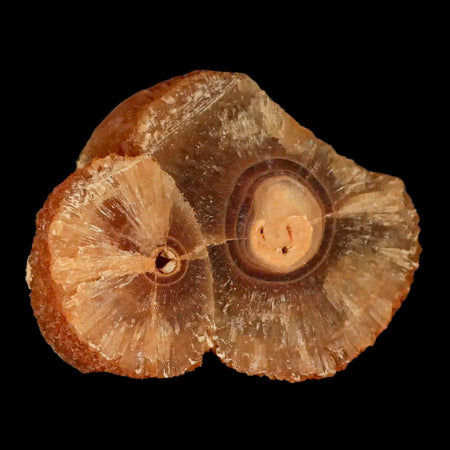 2.8" Natural Cut Rough Cave Honey Calcite Crystal Mineral Specimen Morocco