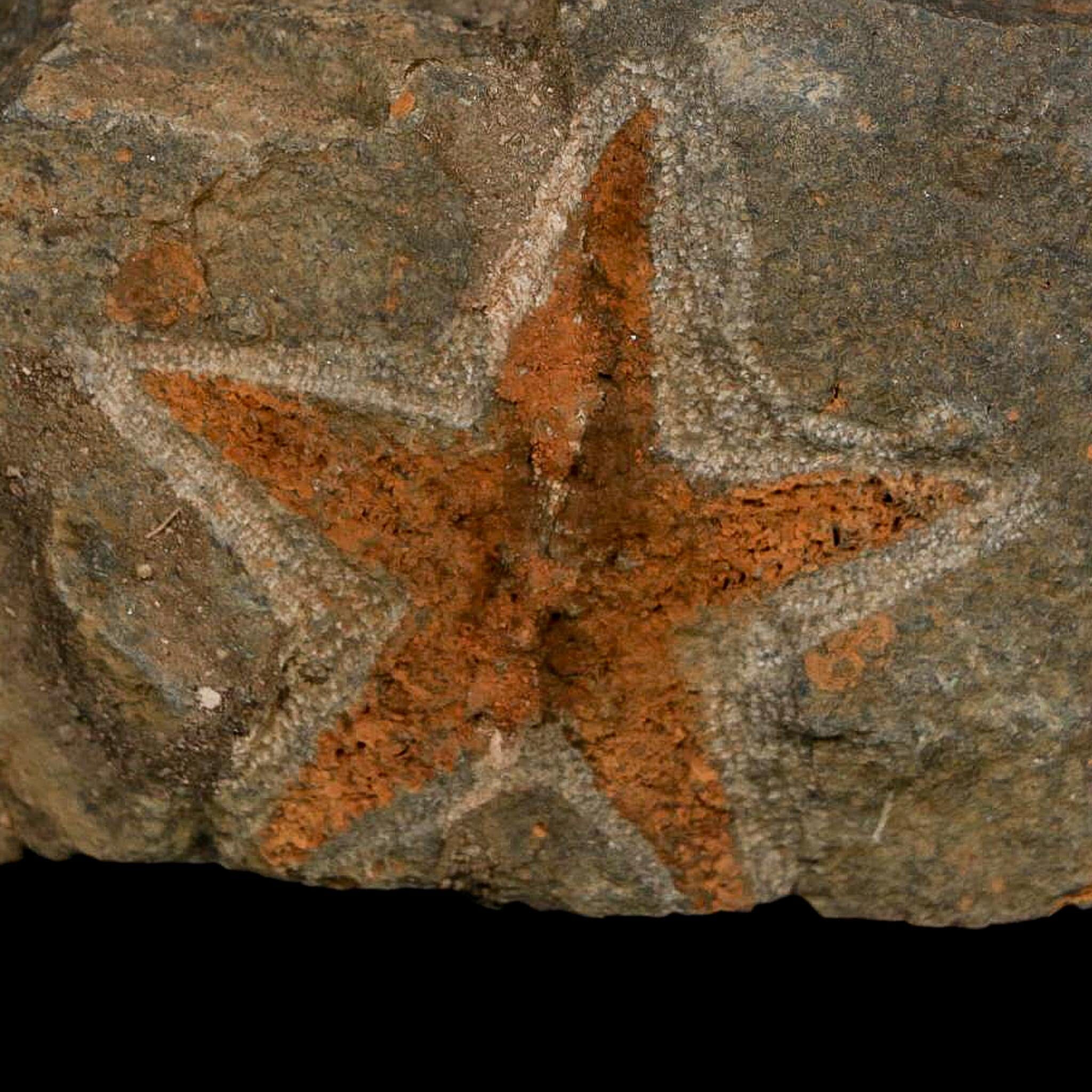 51MM Brittle Star Petraster Starfish Fossil Ordovician Age Blekus Morocco COA - Fossil Age Minerals