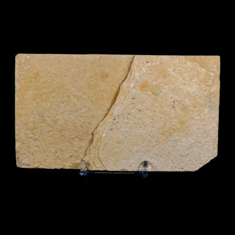 3.8" Knightia Eocaena Fossil Fish Green River FM Wyoming Eocene Age COA & Stand - Fossil Age Minerals