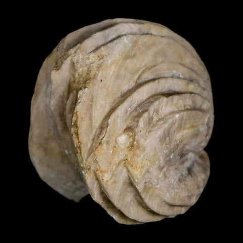 1.4" Burmirhynchia Decorata Brachiopod Fossil Jurassic Age Ardenes France