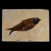 XL 4.6" Knightia Eocaena Fossil Fish Green River FM WY Eocene Age COA & Stand