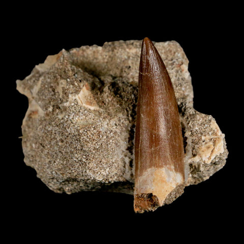 1.9" Plesiosaur Zarafasaura Tooth Fossil In Matrix Cretaceous Dinosaur Era COA - Fossil Age Minerals