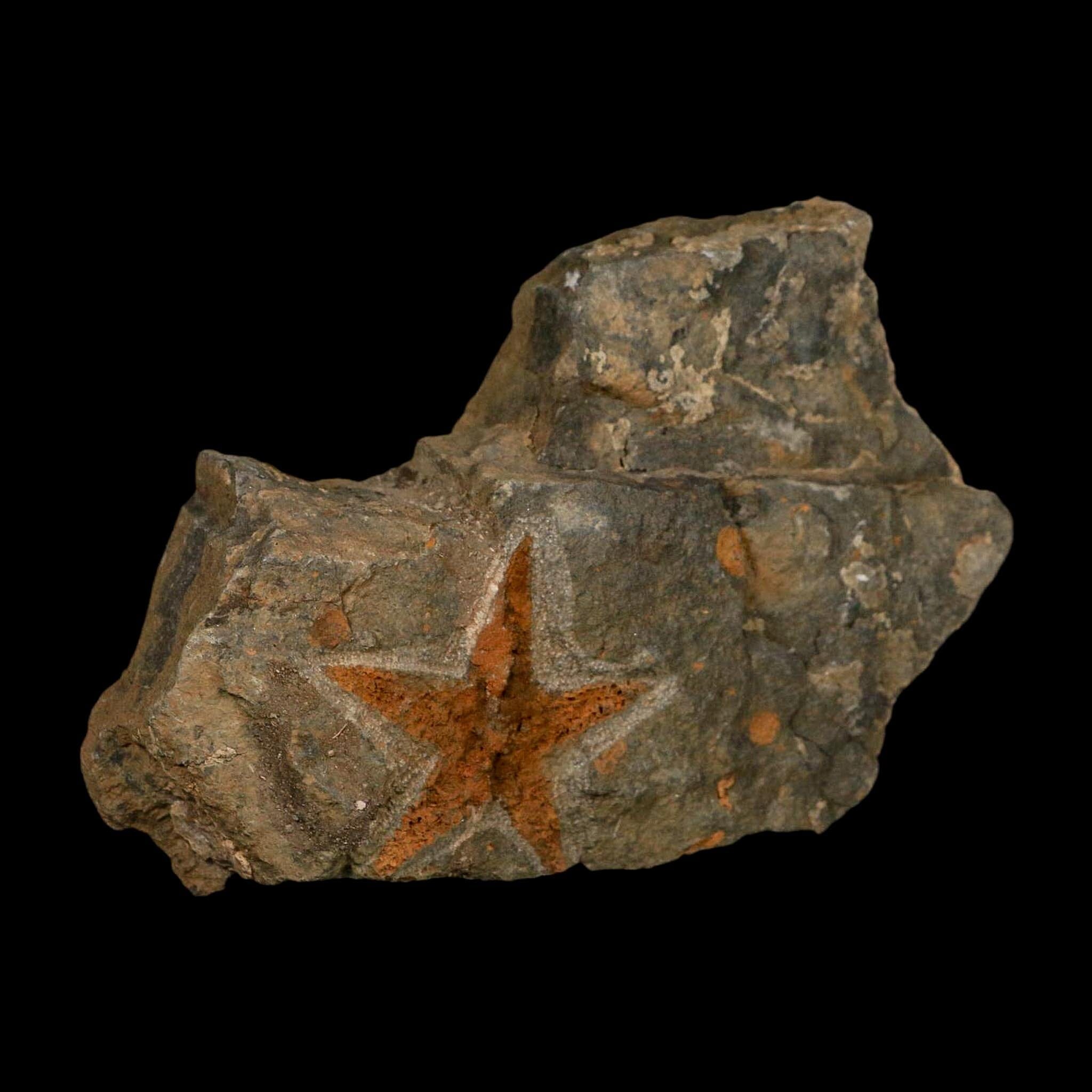 51MM Brittle Star Petraster Starfish Fossil Ordovician Age Blekus Morocco COA - Fossil Age Minerals