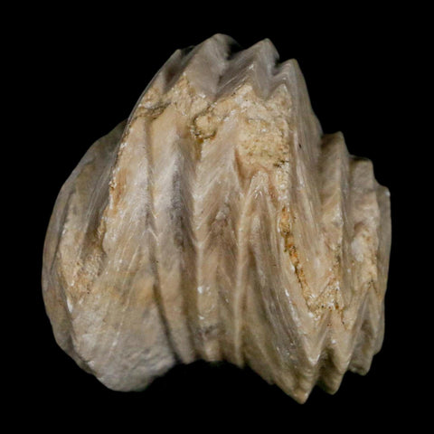 1.4" Burmirhynchia Decorata Brachiopod Fossil Jurassic Age Ardenes France