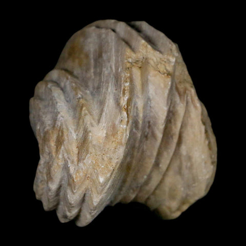 1.4" Burmirhynchia Decorata Brachiopod Fossil Jurassic Age Ardenes France