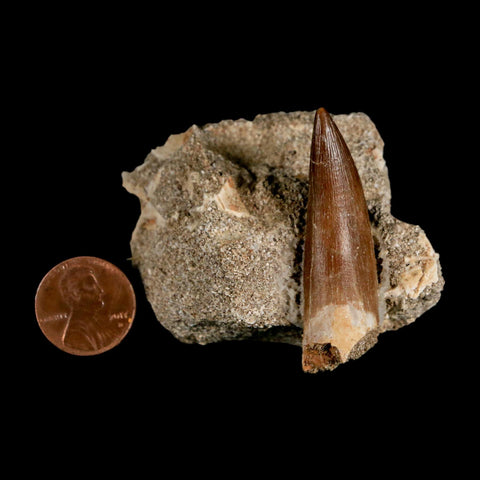 1.9" Plesiosaur Zarafasaura Tooth Fossil In Matrix Cretaceous Dinosaur Era COA - Fossil Age Minerals