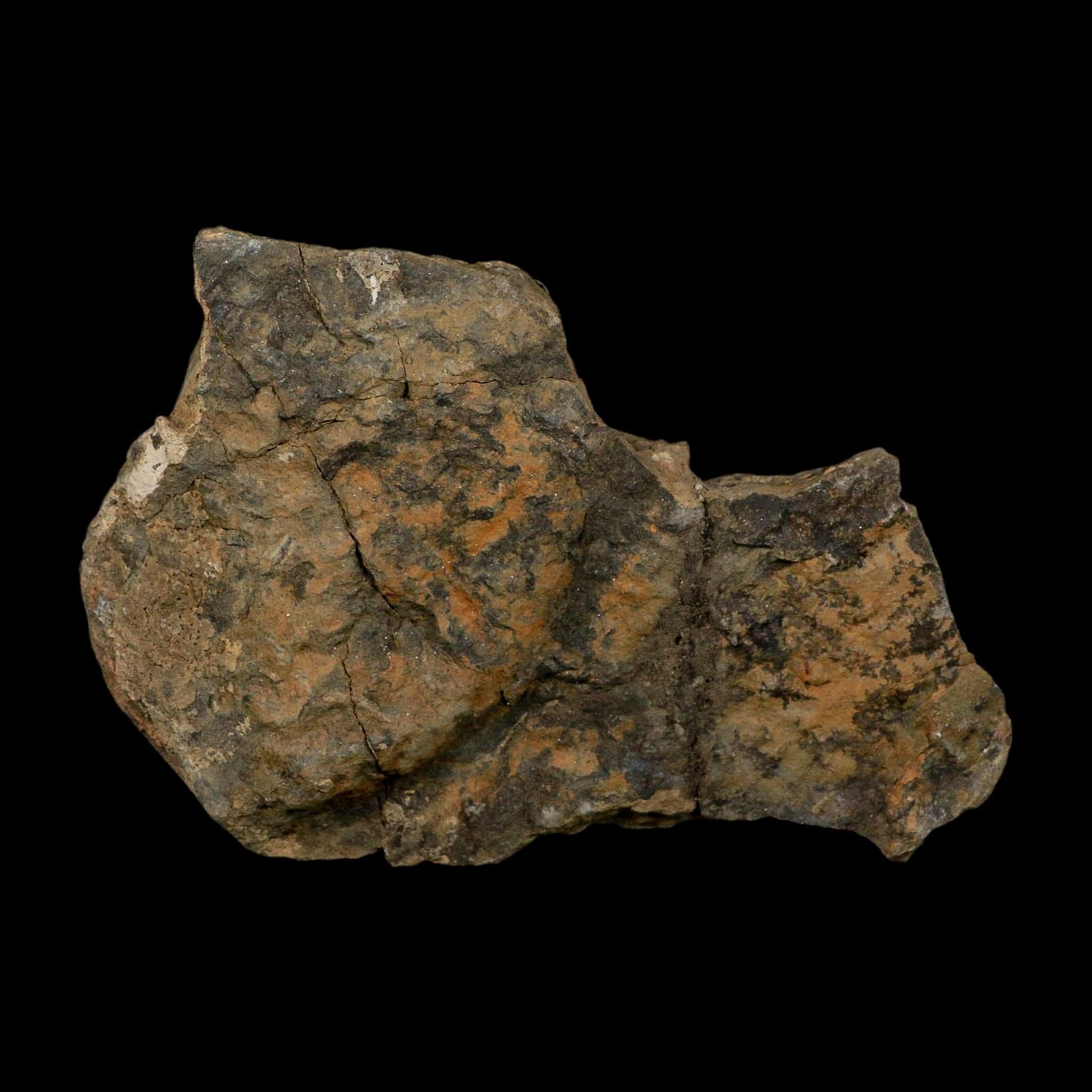 51MM Brittle Star Petraster Starfish Fossil Ordovician Age Blekus Morocco COA - Fossil Age Minerals