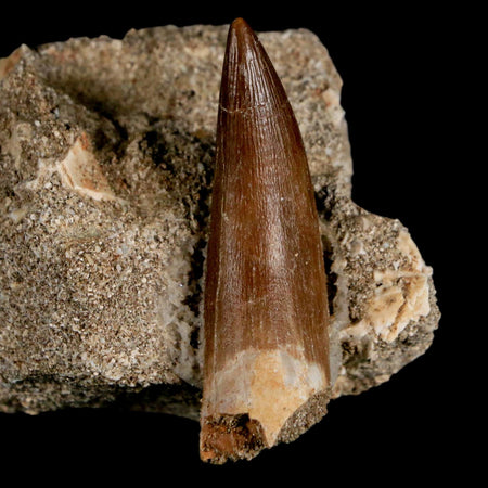 1.9" Plesiosaur Zarafasaura Tooth Fossil In Matrix Cretaceous Dinosaur Era COA