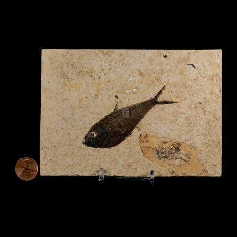 3.2" Diplomystus Dentatus Fossil Fish Green River FM WY Eocene Age COA, Stand - Fossil Age Minerals