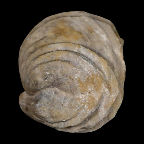 1.4" Burmirhynchia Decorata Brachiopod Fossil Jurassic Age Ardenes France