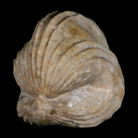 1.4" Burmirhynchia Decorata Brachiopod Fossil Jurassic Age Ardenes France