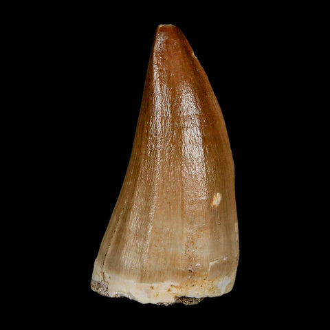 XL 2.1" Mosasaur Baugei Fossil Tooth Cretaceous Dinosaur Era COA Stand - Fossil Age Minerals
