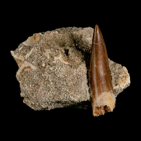 1.9" Plesiosaur Zarafasaura Tooth Fossil In Matrix Cretaceous Dinosaur Era COA - Fossil Age Minerals