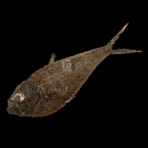3.2" Diplomystus Dentatus Fossil Fish Green River FM WY Eocene Age COA, Stand - Fossil Age Minerals