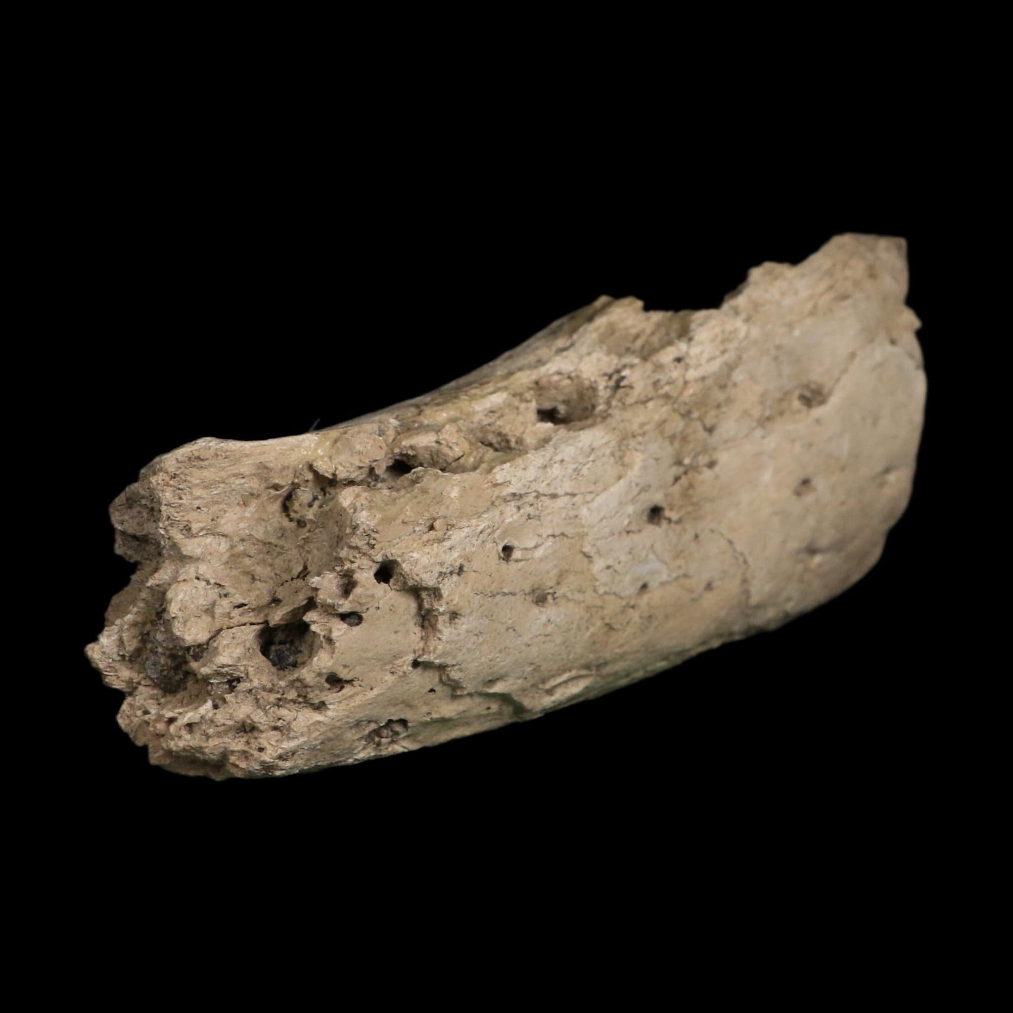5" Alligator Mississippiensis Jaw Section Fossil Florida Pleistocene Epoch Florida