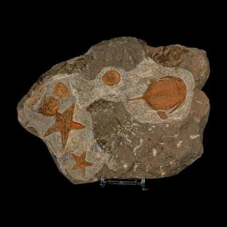Brittle Star Petraster Starfish And Triloite Fossil Ordovician Age Blekus Morocco COA