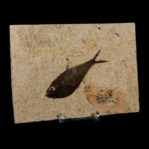 3.2" Diplomystus Dentatus Fossil Fish Green River FM WY Eocene Age COA, Stand - Fossil Age Minerals