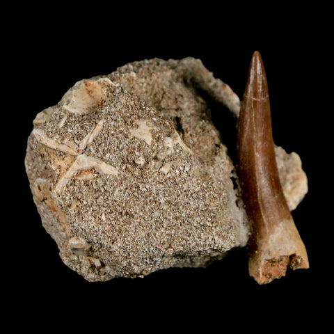 1.9" Plesiosaur Zarafasaura Tooth Fossil In Matrix Cretaceous Dinosaur Era COA - Fossil Age Minerals