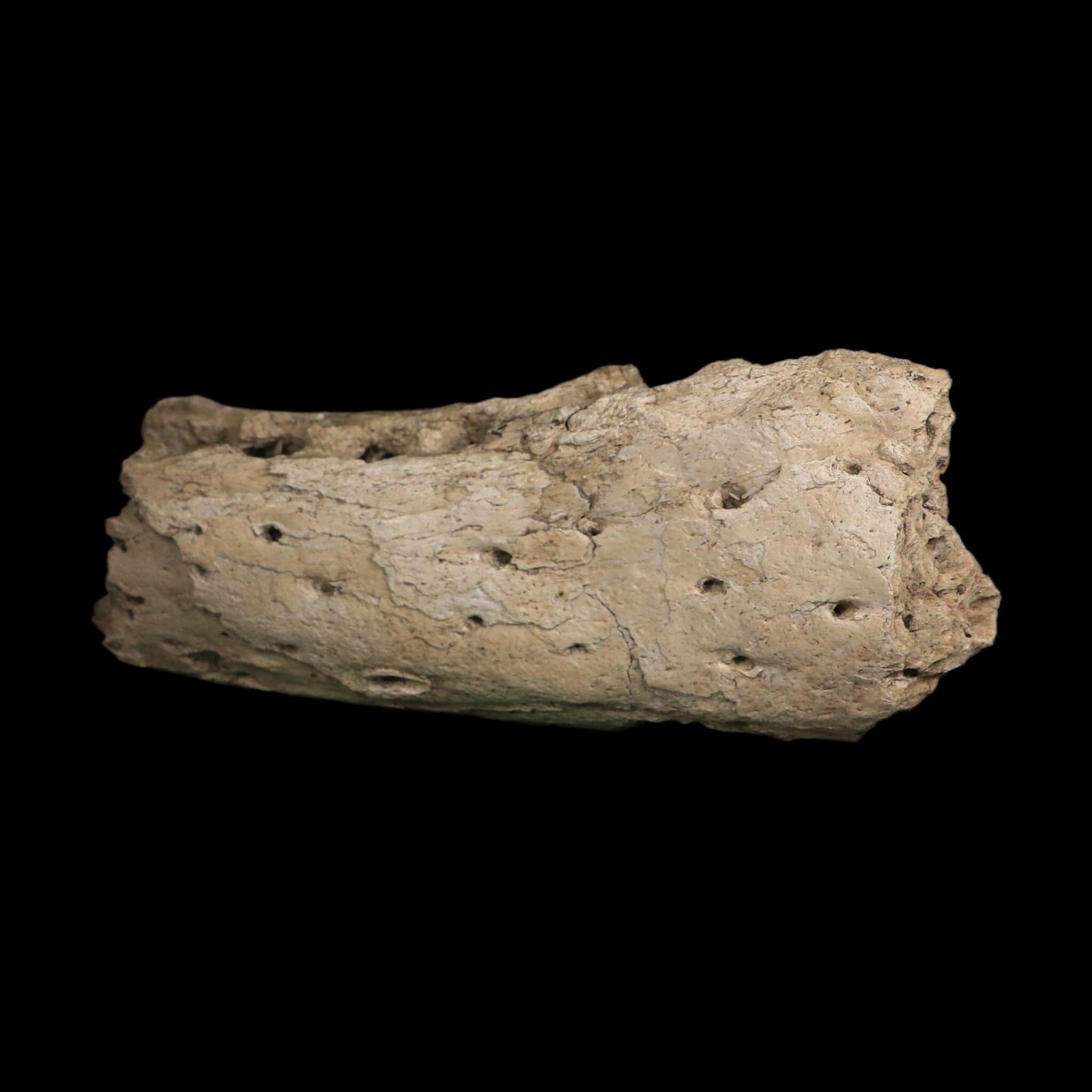 5" Alligator Mississippiensis Jaw Section Fossil Florida Pleistocene Epoch Florida